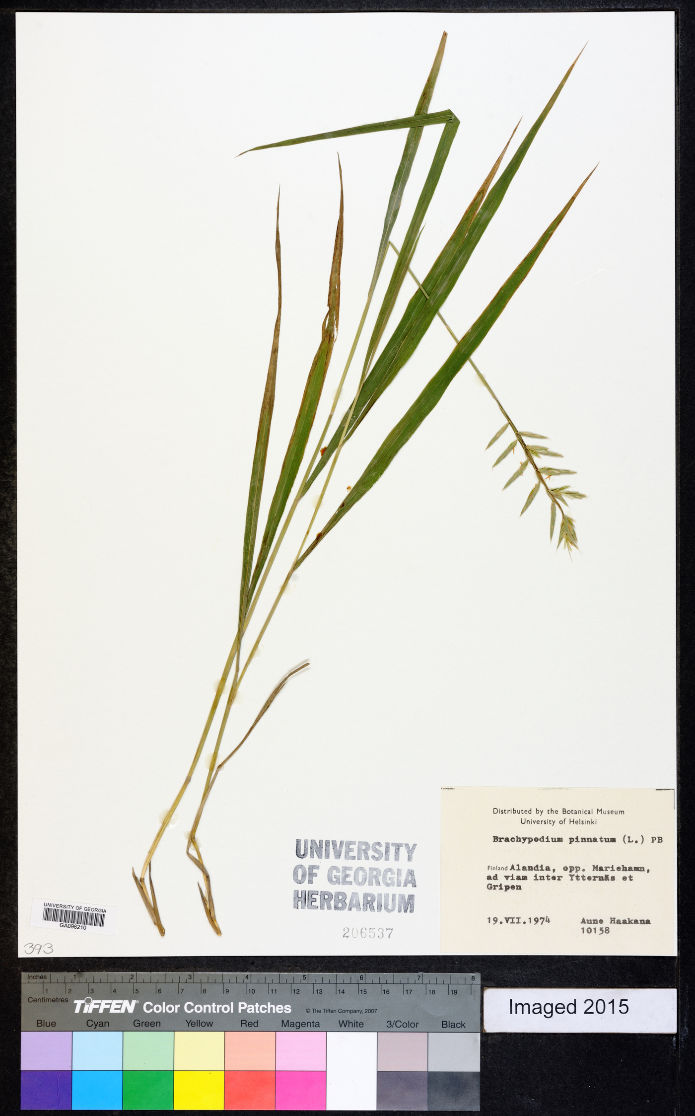 Brachypodium pinnatum image