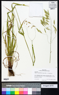 Bromus anomalus image