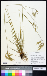 Bromus anomalus image