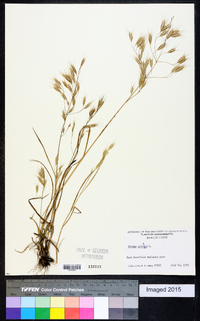 Bromus arvensis image