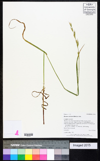 Bromus carinatus image