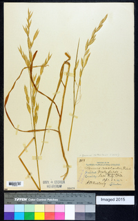 Bromus catharticus image