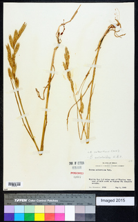 Bromus catharticus image