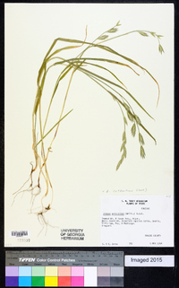 Bromus catharticus image