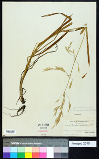 Bromus catharticus image