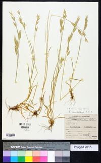 Bromus catharticus image