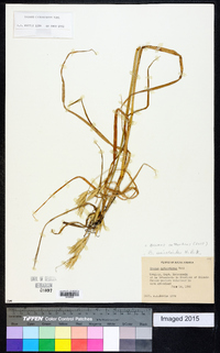 Bromus catharticus image