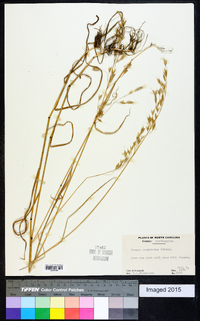 Bromus commutatus image