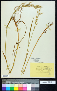 Bromus commutatus image