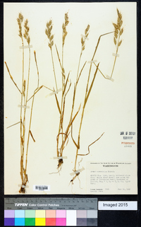 Bromus commutatus image