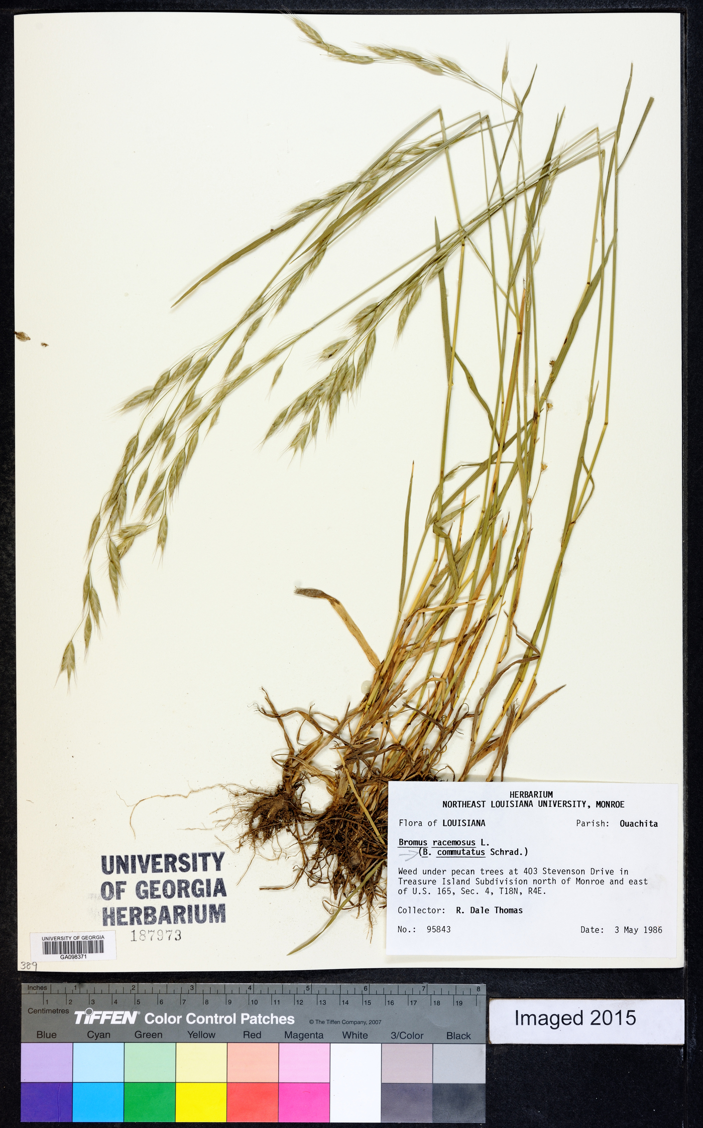 Bromus racemosus image