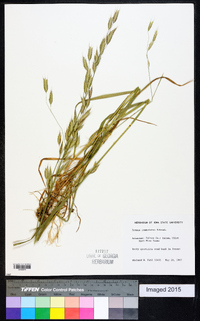 Bromus commutatus image