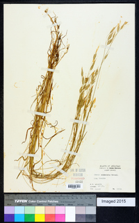 Bromus commutatus image