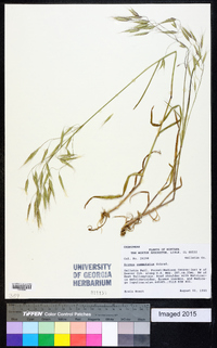 Bromus commutatus image