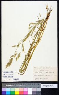 Bromus commutatus image