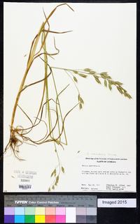 Bromus commutatus image