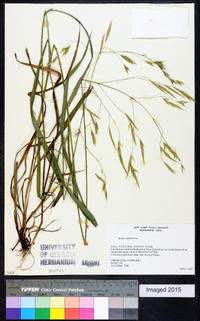 Bromus kalmii image