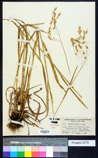 Bromus kalmii image