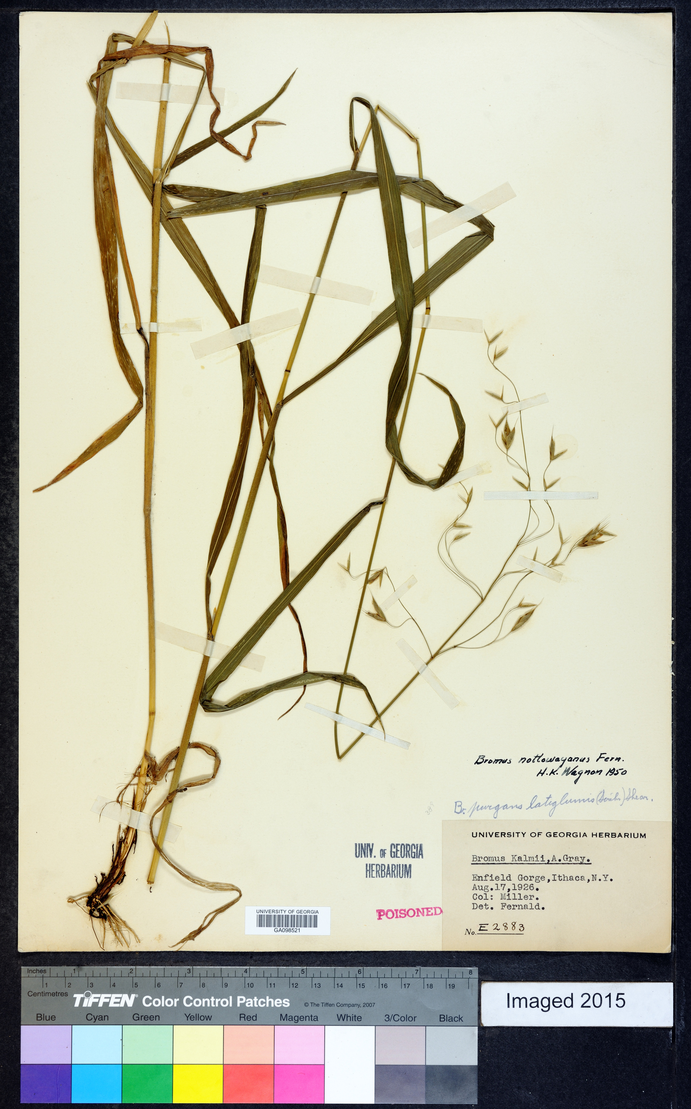 Bromus nottowayanus image