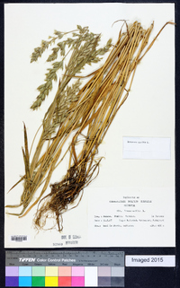 Bromus hordeaceus subsp. hordeaceus image