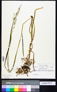 Bromus pubescens image