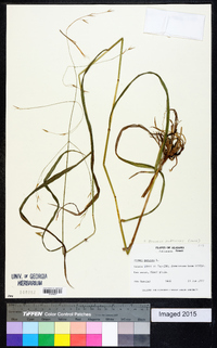 Bromus pubescens image