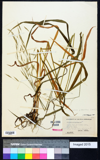 Bromus pubescens image