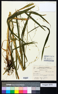 Bromus pubescens image