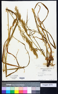 Bromus pubescens image