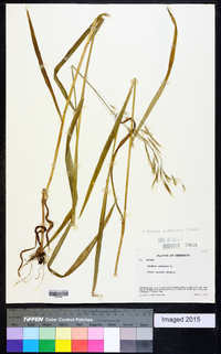 Bromus pubescens image