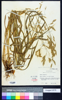 Bromus pubescens image