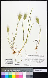 Bromus rubens image