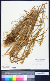 Bromus secalinus image