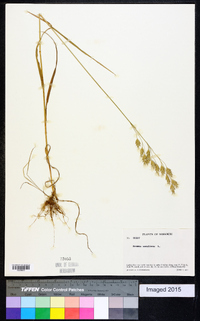 Bromus secalinus image