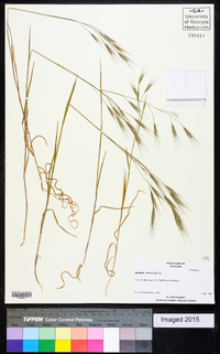 Bromus sterilis image