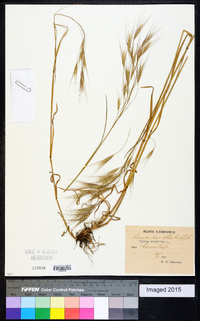 Bromus sterilis image