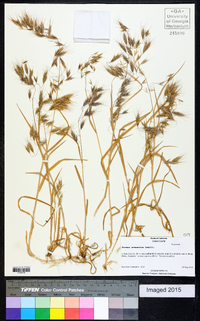 Bromus arenarius image