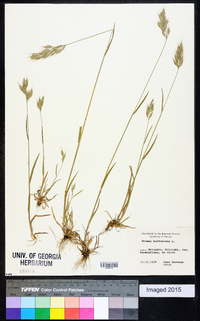 Bromus hordeaceus image