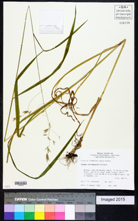 Bromus nottowayanus image