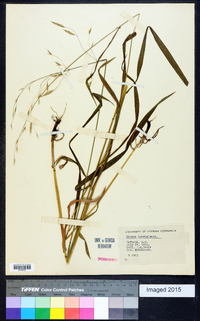 Bromus pubescens image