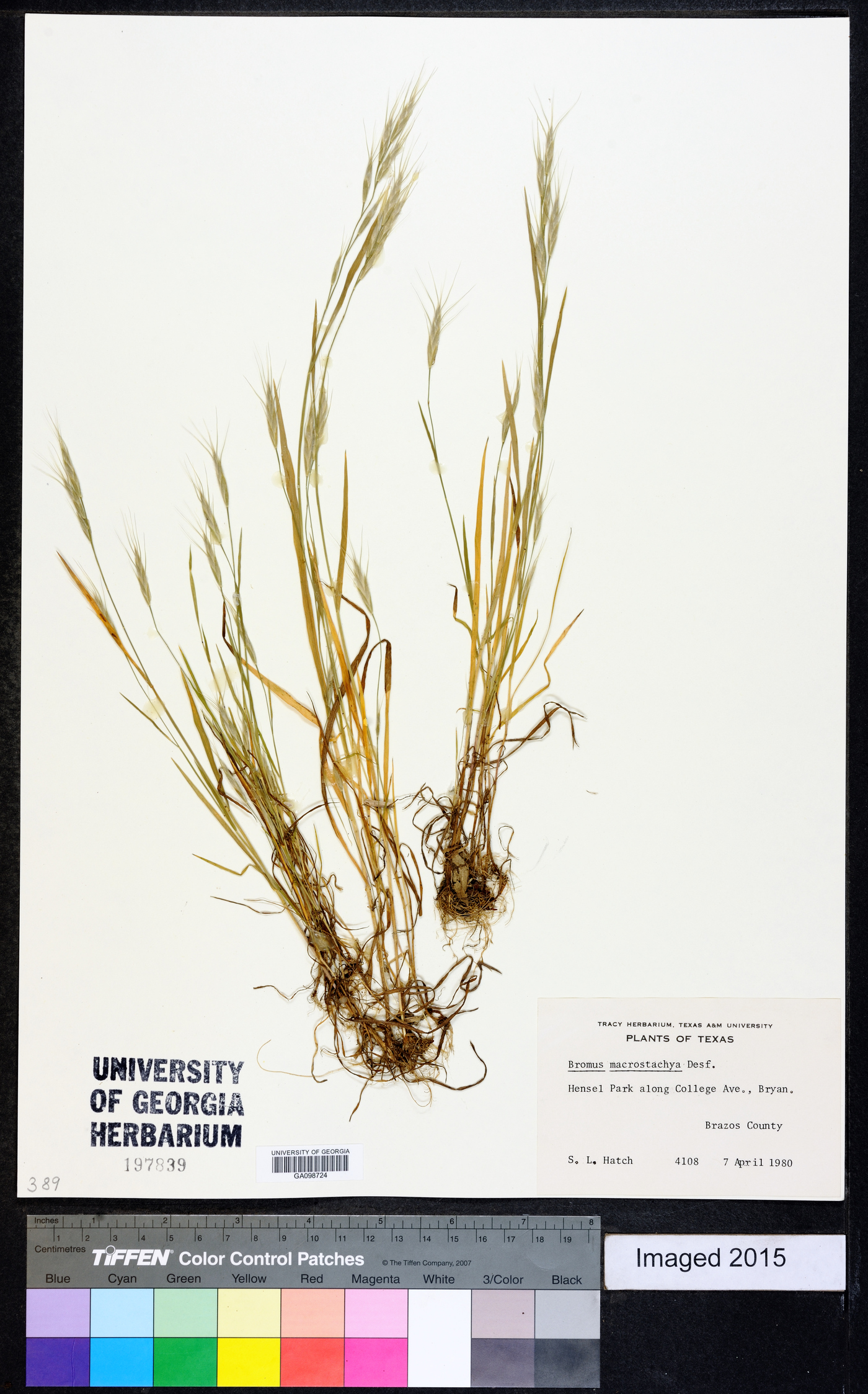 Bromus macrostachys image