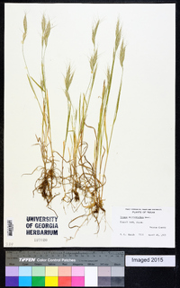 Bromus macrostachys image