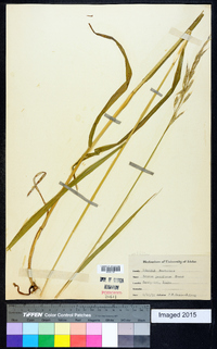 Bromus pacificus image