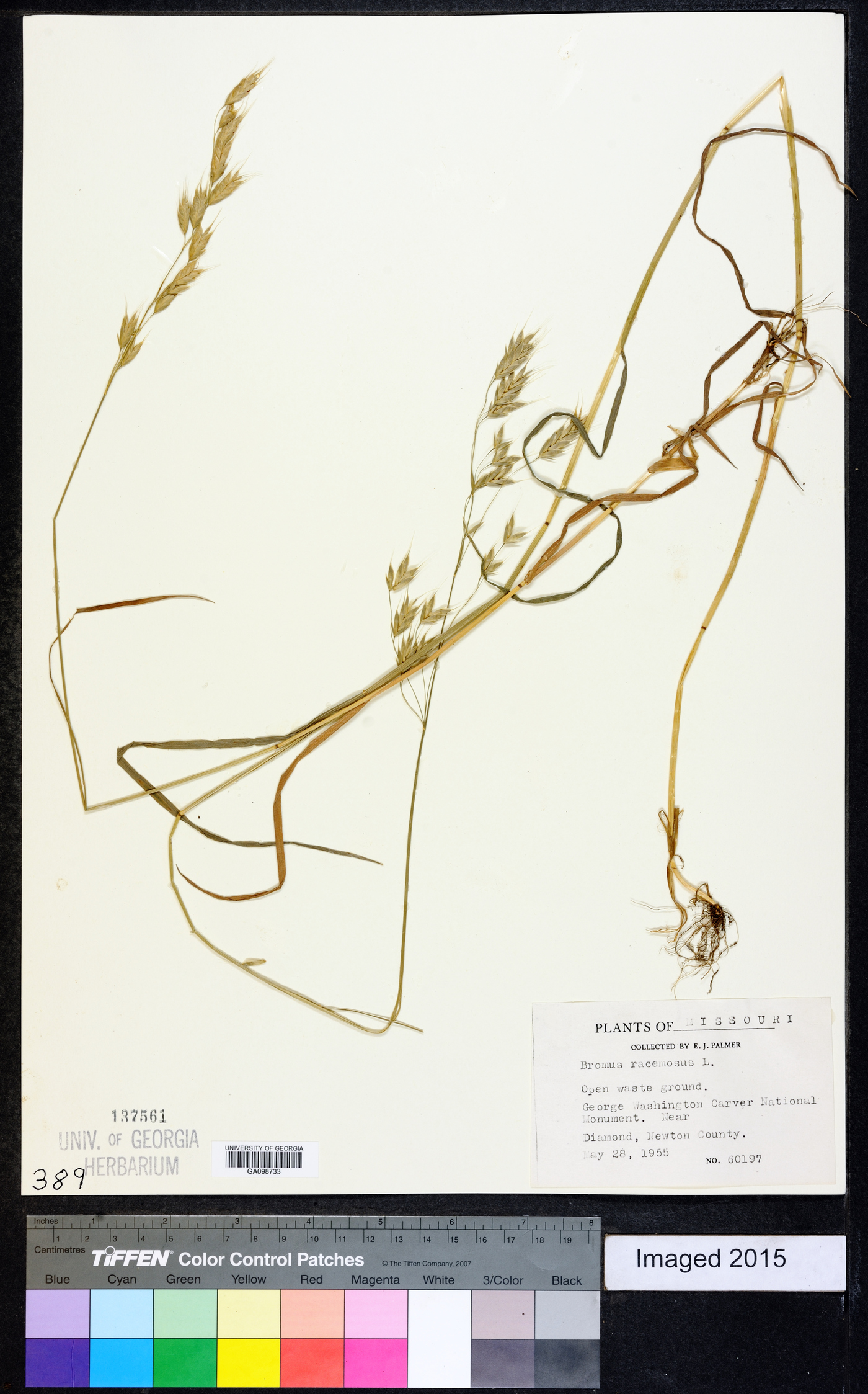 Bromus racemosus image