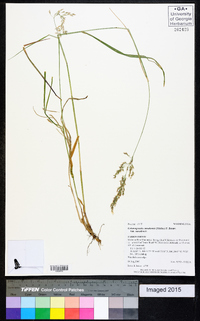 Calamagrostis canadensis var. canadensis image