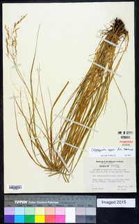 Calamagrostis cainii image