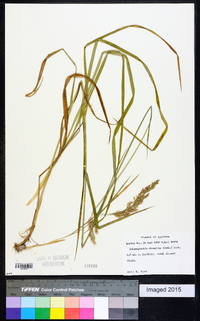 Calamagrostis cinnoides image