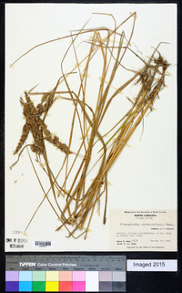 Calamagrostis cinnoides image