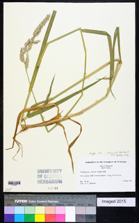 Calamagrostis cinnoides image