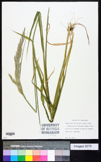 Calamagrostis cinnoides image